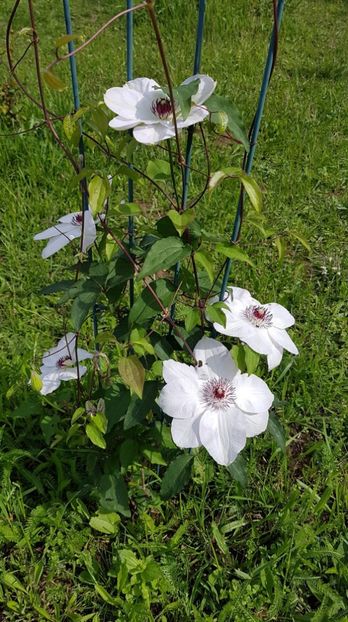 received_617920815342419 - Primavara 2019