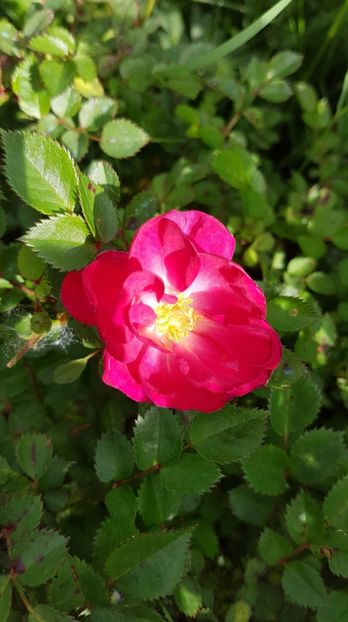 received_334209373944974 - Primavara 2019