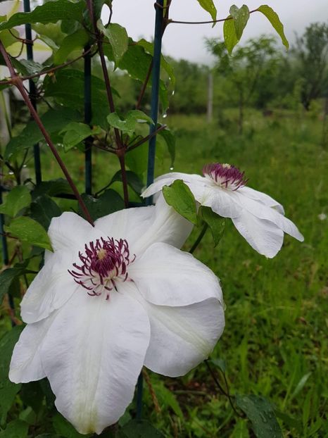 received_427663798018780 - Primavara 2019