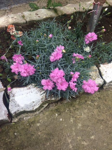 image - Primăvara 2019