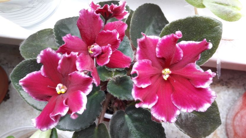 Al 2-lea puiut de la frunza - NOID1