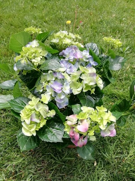 16.05-Lidl - Achizitii 2019