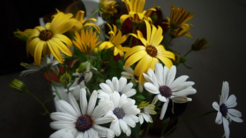 Osteospermum - Stelute