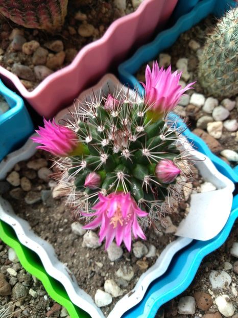  - Mammillaria