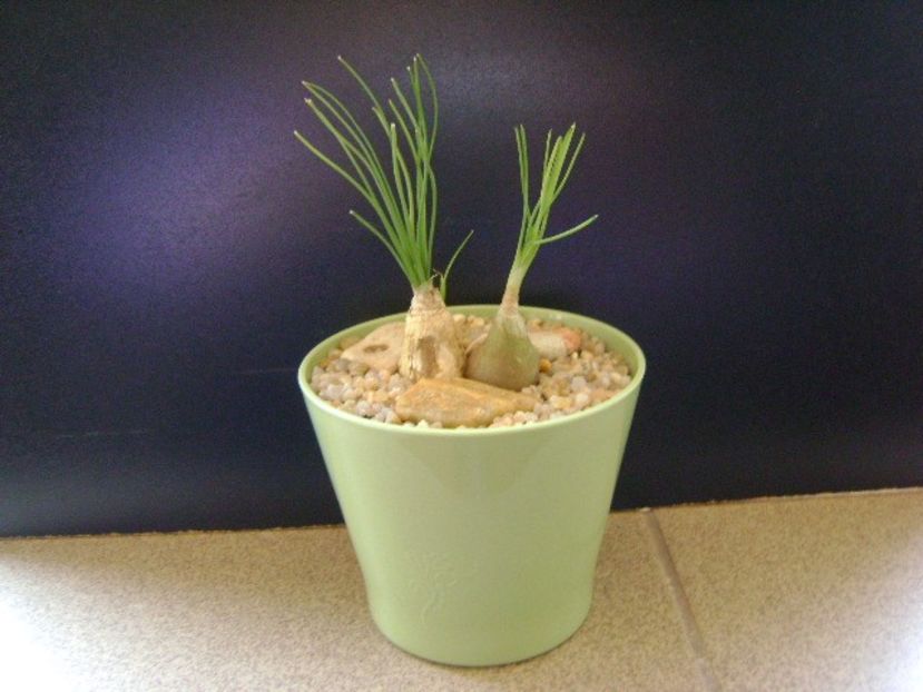 Albuca cv Augrabies Hills (Polyphylla) - Caudiciforme si bulbi 2019