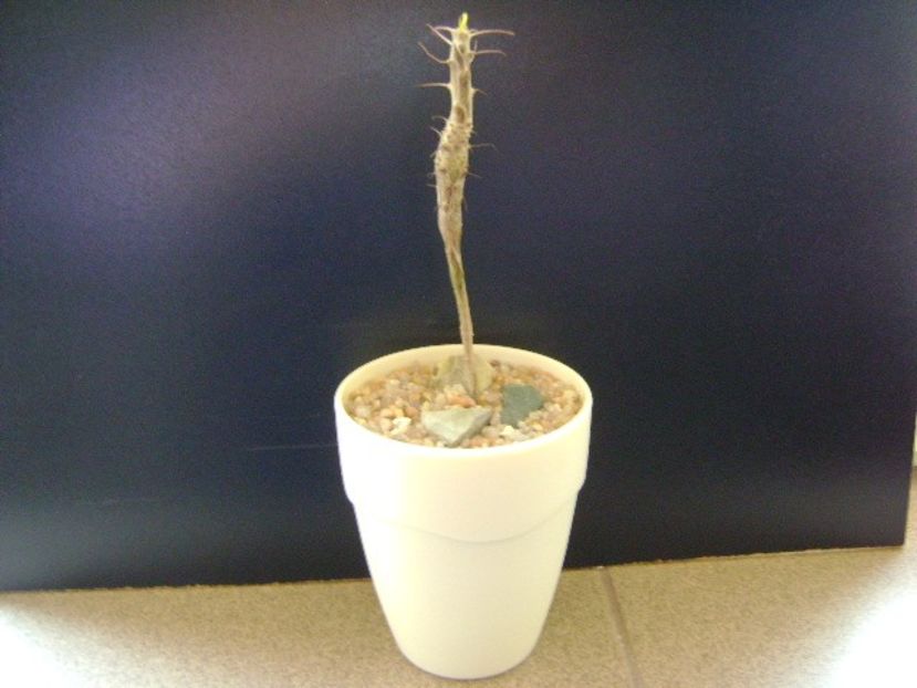 Idria ( Fouquieria) columnaris - Caudiciforme si bulbi 2019