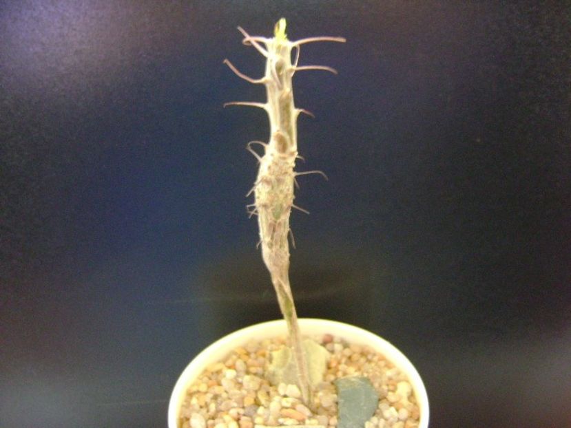 Idria ( Fouquieria) columnaris - Caudiciforme si bulbi 2019