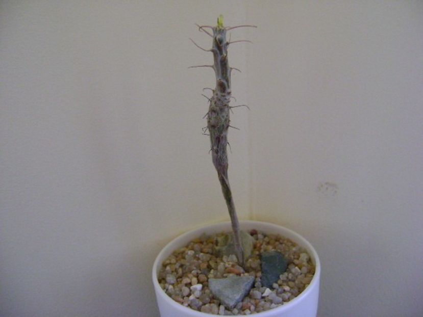 Idria (Fouquieria) columnaris - Caudiciforme si bulbi 2019