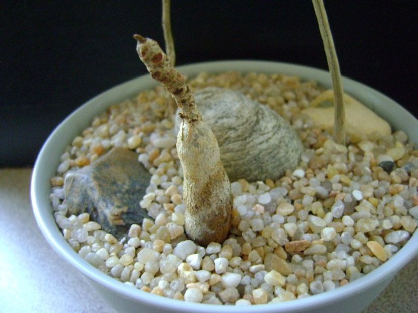 Ficus abutilifolia - Caudiciforme si bulbi 2019