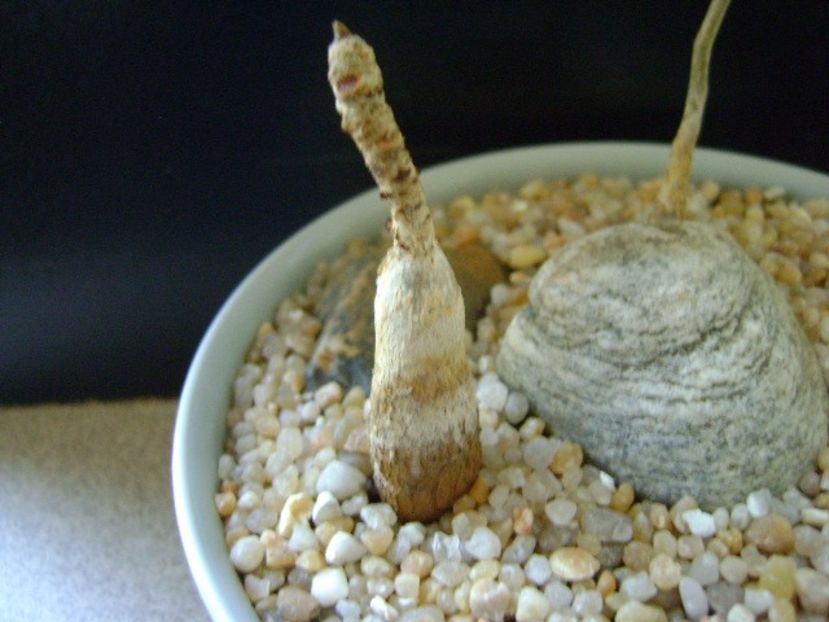Ficus abutilifolia - Caudiciforme si bulbi 2019