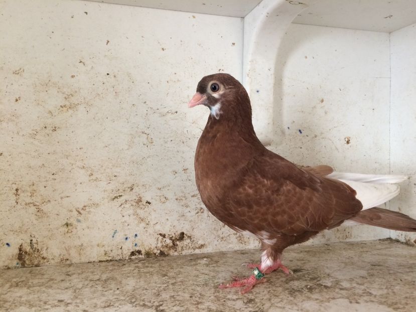 753219 - 2-lot zbor pana simpla 2019