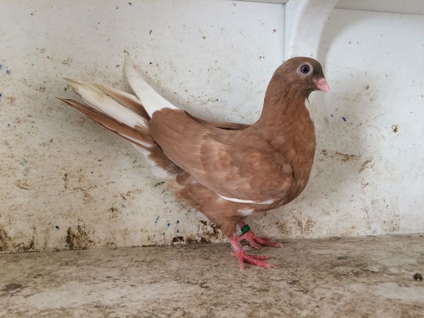 751819 - 2-lot zbor pana simpla 2019