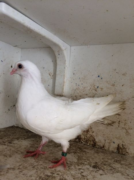  - 2-lot zbor pana simpla 2019