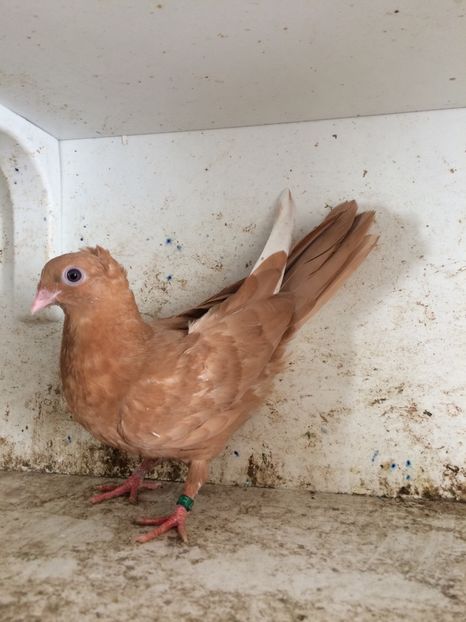 751719 - 2-lot zbor pana simpla 2019