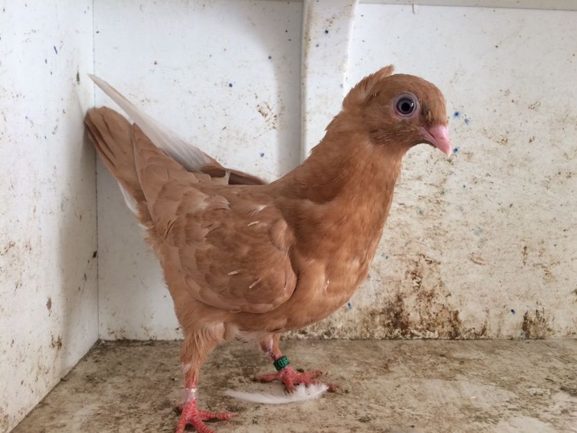  - 2-lot zbor pana simpla 2019