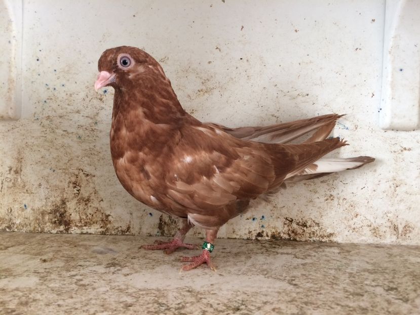  - 2-lot zbor pana simpla 2019