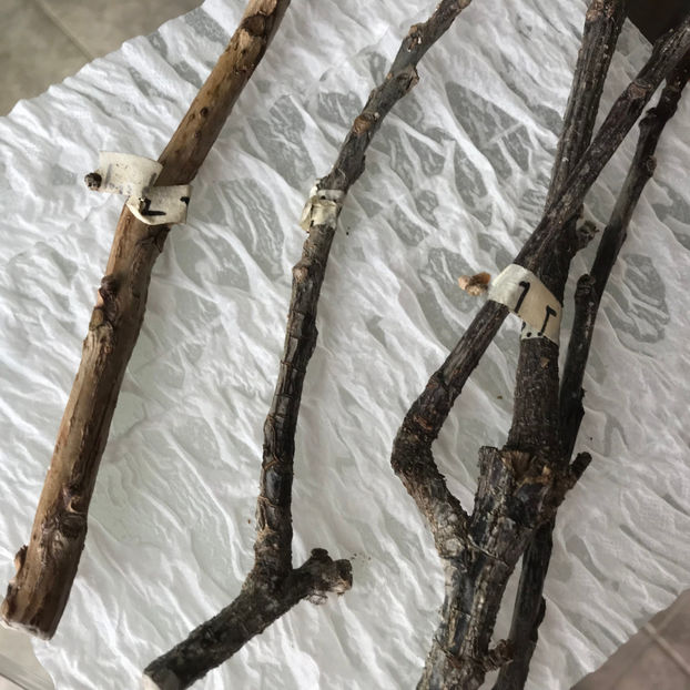  - Plante de interior 2019