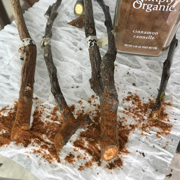  - Plante de interior 2019