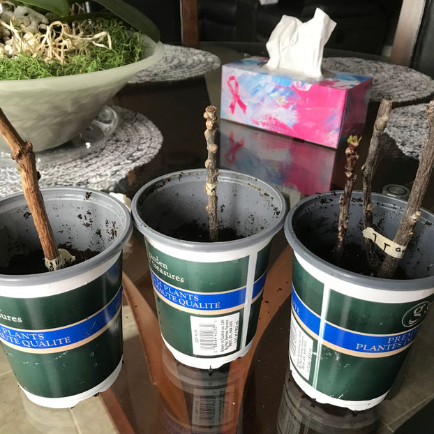  - Plante de interior 2019