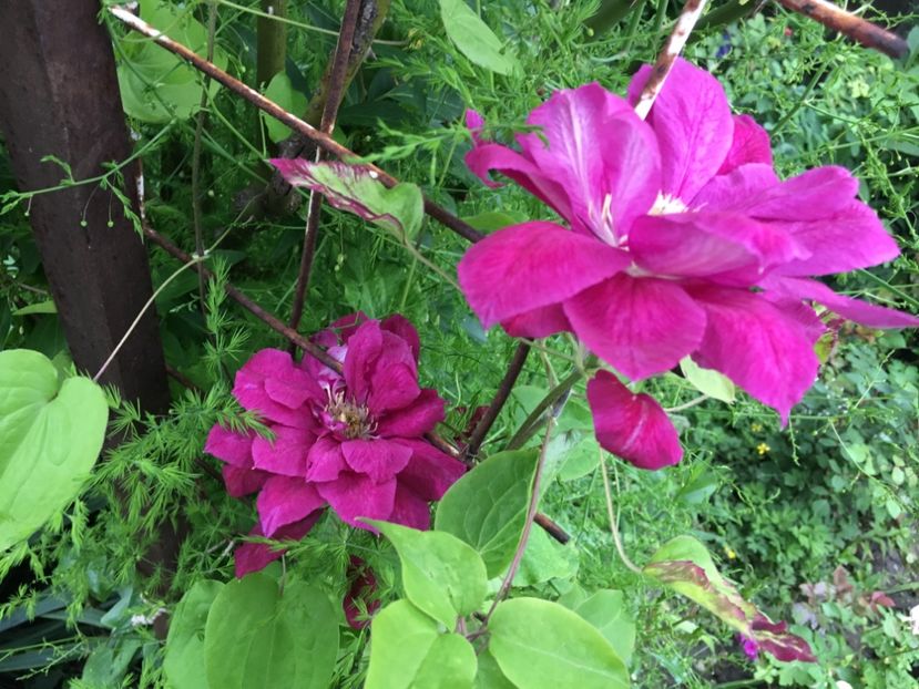 25286B71-CC49-4CE6-9B02-4DA17C28F7B3 - Clematite 2019