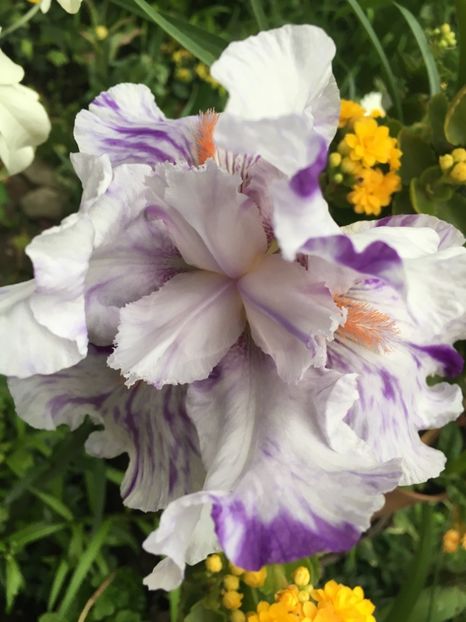 brindled - Iriși 2019 2024