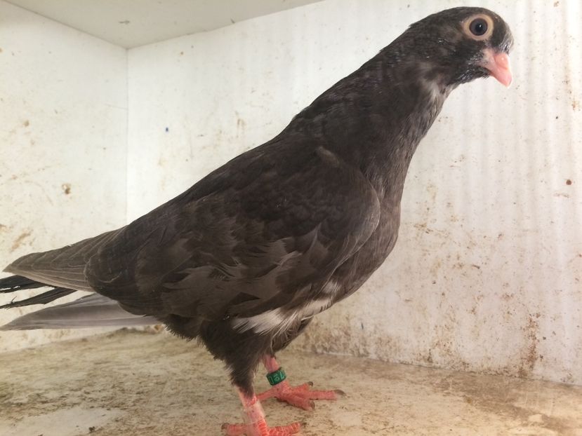  - 2-lot zbor pana simpla 2019