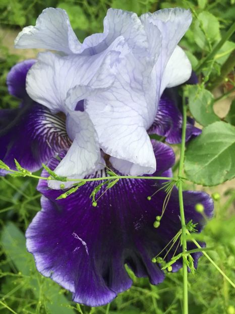 Premier world - Iriși 2019 2024