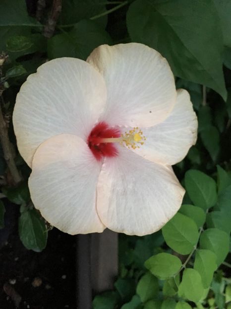 A3E09C40-33BF-49C0-B621-4BF818AC652C - Hibiscus