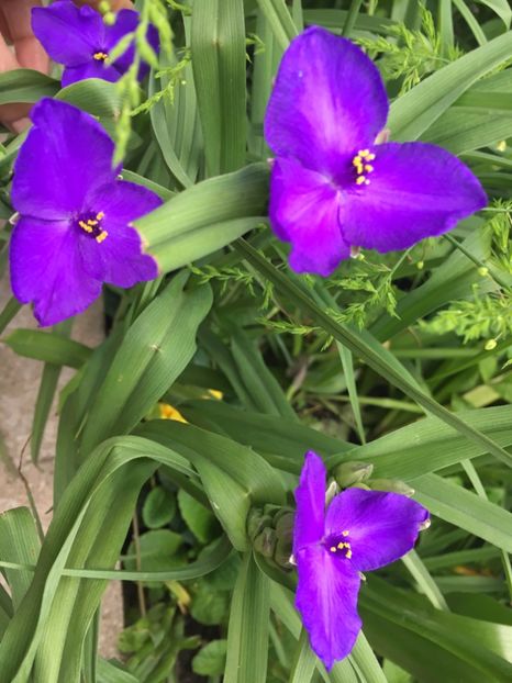 Trandescantia - Mai 2019