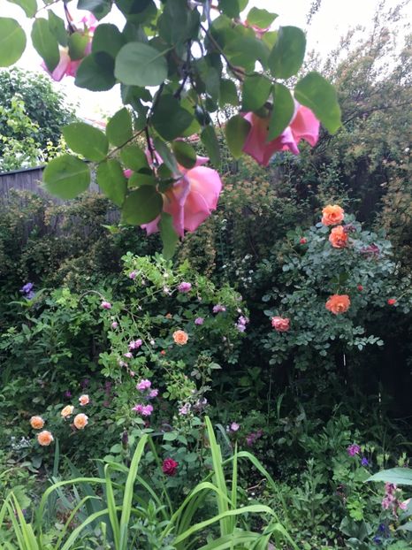 71A7A2D5-53C0-476E-B969-6C41144D97BF - Mai 2019