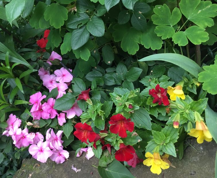 FEEB1903-F8AF-48F5-897A-DA07D5B93876 - Mai 2019