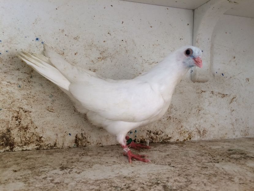 750919 - 2-lot zbor pana simpla 2019