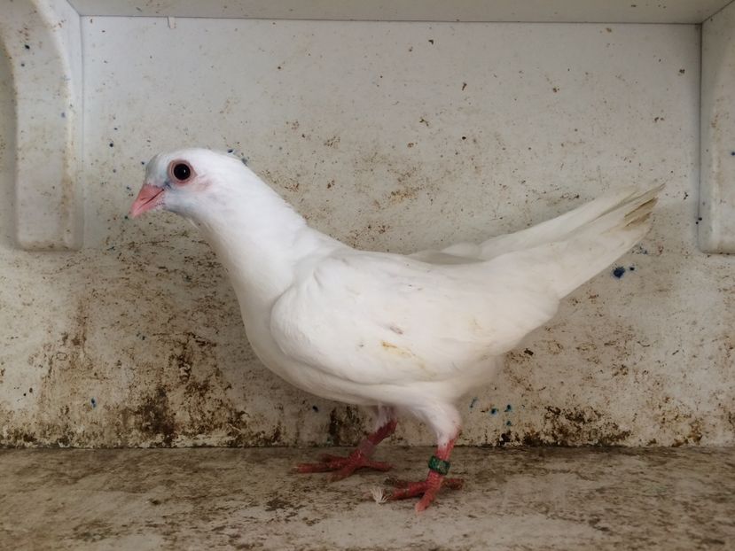  - 2-lot zbor pana simpla 2019