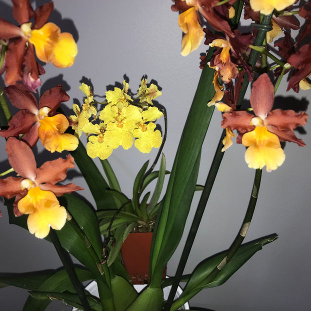  - Plante de interior 2019