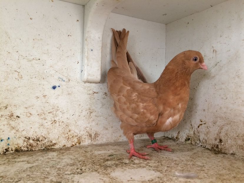 751319 - 2-lot zbor pana simpla 2019