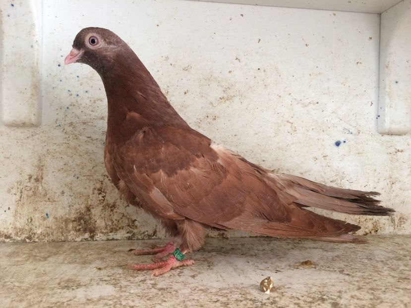 751119 - 2-lot zbor pana simpla 2019