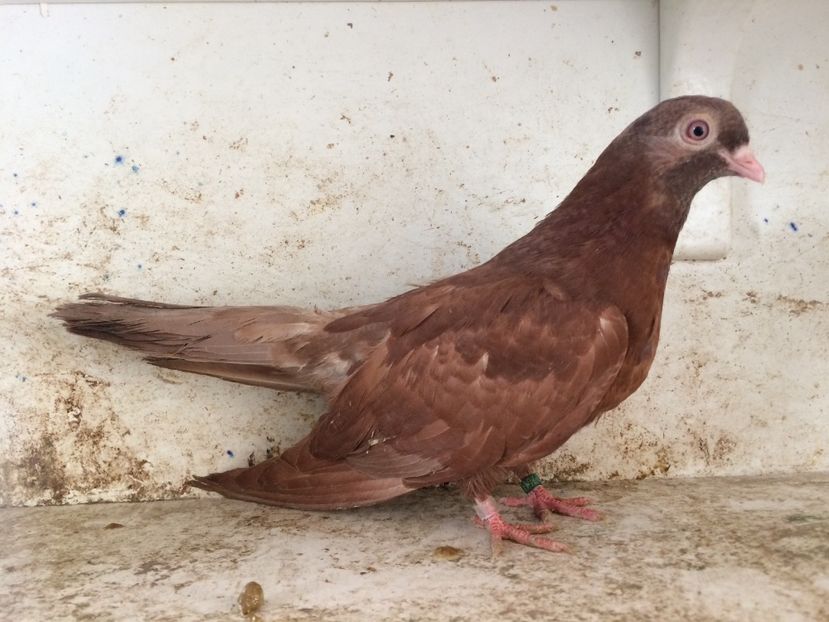  - 2-lot zbor pana simpla 2019