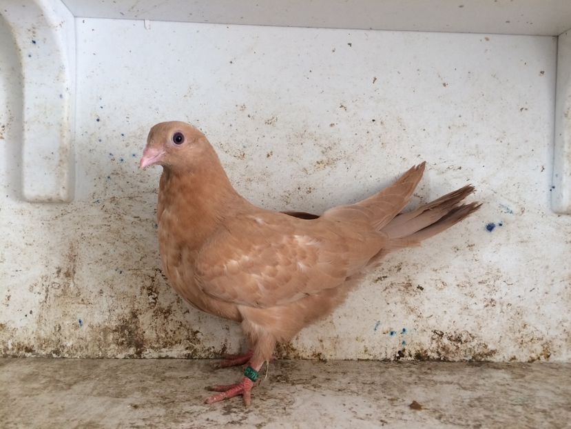 751419 - 2-lot zbor pana simpla 2019