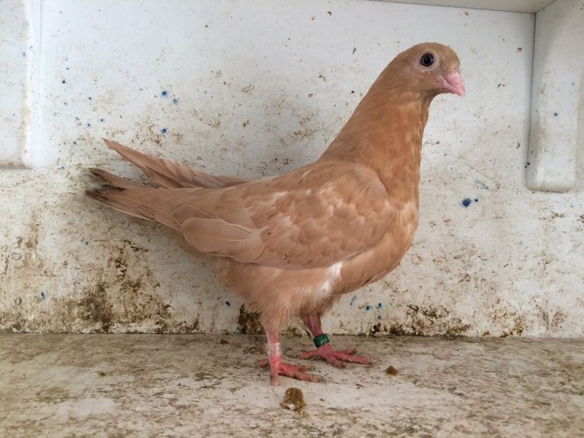  - 2-lot zbor pana simpla 2019