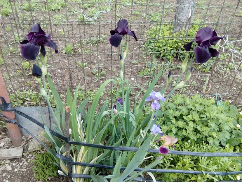  - Disponibil iris negru 2023