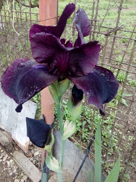  - Disponibil iris negru 2023