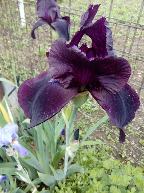  - Disponibil iris negru 2023