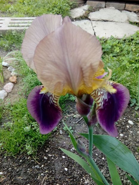  - Disponibil iris negru 2023