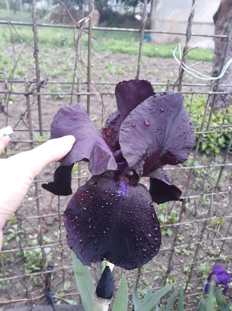 received_602011756961695 - Disponibil iris negru 2023