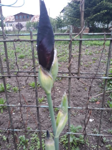 received_389462051644726 - Disponibil iris negru 2023