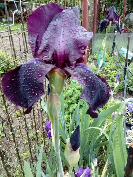  - Disponibil iris negru 2023