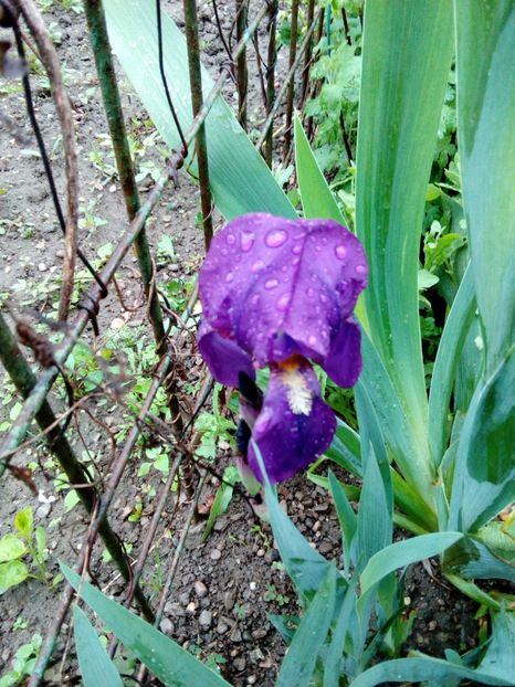  - Disponibil iris negru 2023