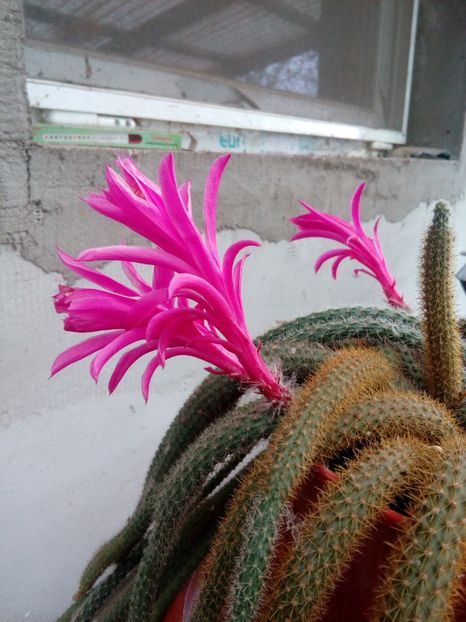  - Disponibil iris negru 2023