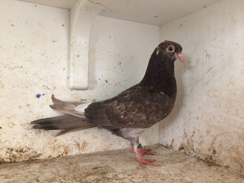 753019 - 2-lot zbor pana simpla 2019