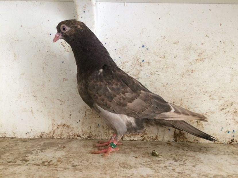  - 2-lot zbor pana simpla 2019